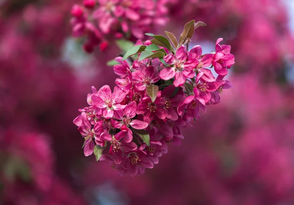 Ramo Com Flores Maçã Rosa Árvore Maçã Selvagem Decorativa Florescendo — Fotografia de Stock