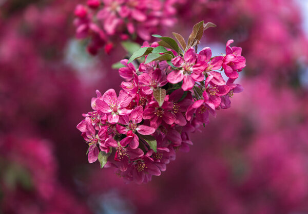 Branch with pink apple flowers. Decorative wild apple tree blooming in pink. Flowering apple tree close-up. 