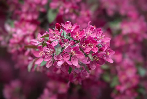 Ramo Com Flores Maçã Rosa Árvore Maçã Selvagem Decorativa Florescendo — Fotografia de Stock