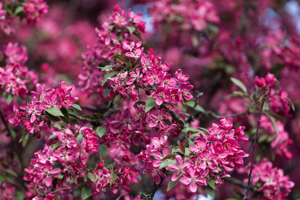 Branch with pink apple flowers. Decorative wild apple tree blooming in pink. Flowering apple tree close-up.