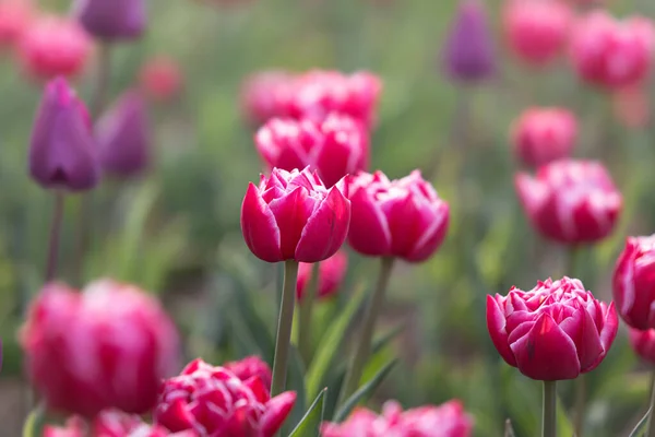 Bloeiende Tulpen Lente Achtergrond Roze Tulpen Een Gazon Het Voorjaar — Stockfoto