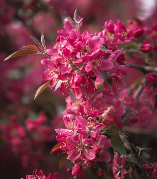 Branch Pink Apple Flowers Decorative Wild Apple Tree Blooming Pink — Stock Photo, Image