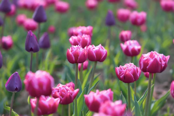 Çiçek Açan Laleler Bahar Arkaplanı Baharda Çimenlikte Pembe Laleler — Stok fotoğraf