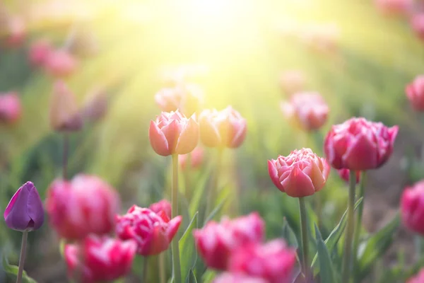 盛开的郁金香春光背景 春天里草坪上的粉红郁金香 — 图库照片