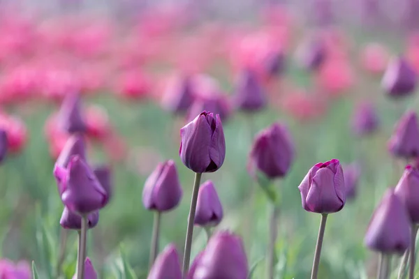 Çiçek Açan Laleler Bahar Arkaplanı Baharda Çimenlikte Pembe Laleler — Stok fotoğraf