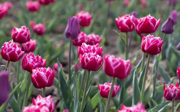 Bloeiende Tulpen Lente Achtergrond Roze Tulpen Een Gazon Het Voorjaar — Stockfoto