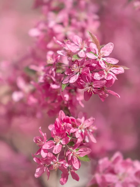 Větvička Růžovými Květy Jablek Dekorativní Divoký Jabloně Kvetoucí Růžové Kvetoucí — Stock fotografie