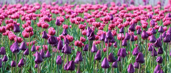 Fioritura Tulipani Primavera Sfondo Tulipani Rosa Prato Inglese Primavera — Foto Stock