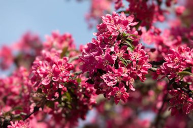 Pembe elma çiçekli bir dal. Pembeyle açan dekoratif yabani elma ağacı. Çiçekli elma ağacı yakın plan.