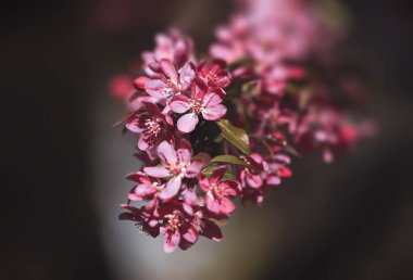 Pembe elma çiçekli bir dal. Pembeyle açan dekoratif yabani elma ağacı. Çiçekli elma ağacı yakın plan.