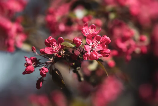 Κλάδος Ροζ Λουλούδια Μήλου Διακοσμητική Άγρια Μηλιά Ροζ Άνθηση Μηλιά — Φωτογραφία Αρχείου