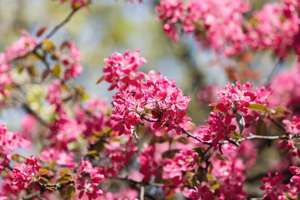 ピンクのリンゴの花で枝 ピンク色に咲く装飾的な野生のリンゴの木 開花リンゴの木のクローズアップ — ストック写真