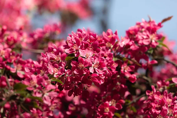 Branch with pink apple flowers. Decorative wild apple tree blooming in pink. Flowering apple tree close-up