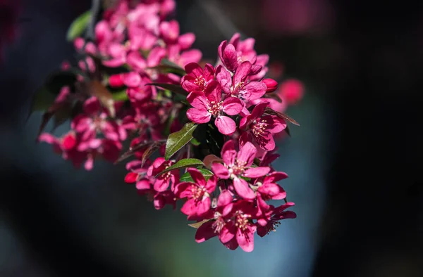Branch with pink apple flowers. Decorative wild apple tree blooming in pink. Flowering apple tree close-up
