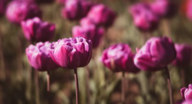 Çiçek açan laleler bahar arkaplanı. Baharda çimenlikte pembe laleler