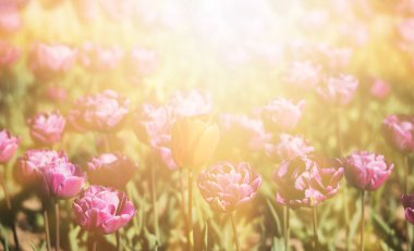 Çiçek açan laleler bahar arkaplanı. Baharda çimenlikte pembe laleler