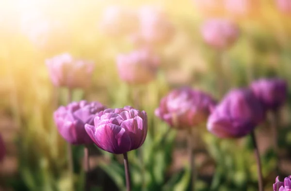 Kvetoucí Tulipány Jarní Pozadí Růžové Tulipány Trávníku Jaře — Stock fotografie