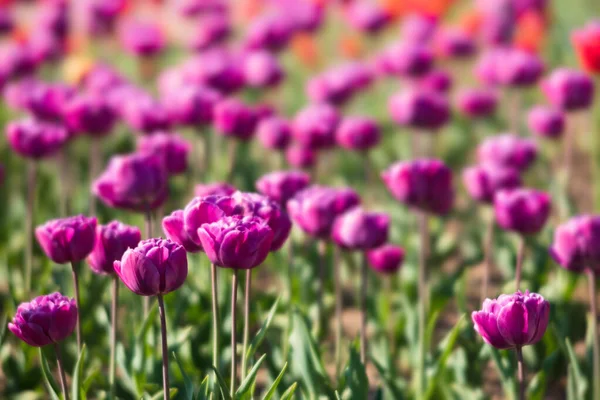 Bloeiende Tulpen Lente Achtergrond Roze Tulpen Een Gazon Het Voorjaar — Stockfoto