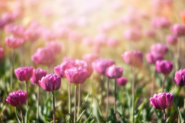 Tulipanes Florecientes Fondo Primavera Los Tulipanes Rosados Césped Primavera —  Fotos de Stock