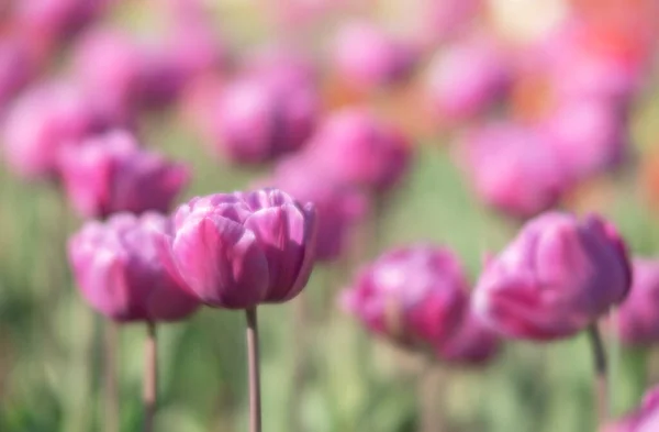Blühende Tulpen Frühling Hintergrund Pinkfarbene Tulpen Auf Dem Rasen Frühling — Stockfoto