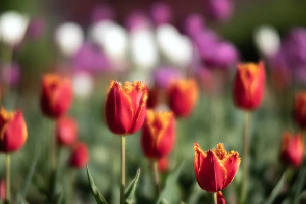 Kvetoucí Tulipány Jarní Pozadí Růžové Tulipány Trávníku Jaře — Stock fotografie