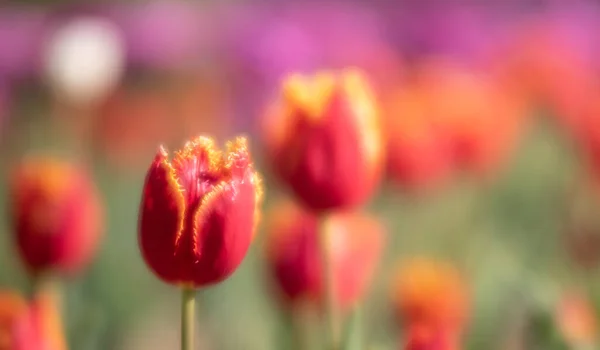 Kvetoucí Tulipány Jarní Pozadí Růžové Tulipány Trávníku Jaře — Stock fotografie