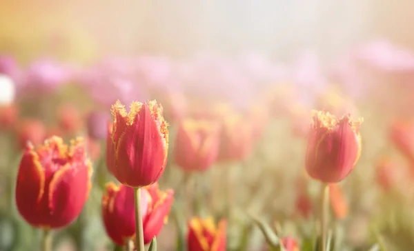 Kvetoucí Tulipány Jarní Pozadí Růžové Tulipány Trávníku Jaře — Stock fotografie