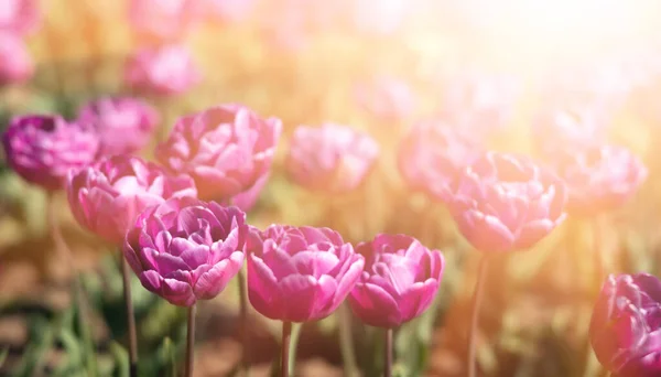 Kvetoucí Tulipány Jarní Pozadí Růžové Tulipány Trávníku Jaře — Stock fotografie