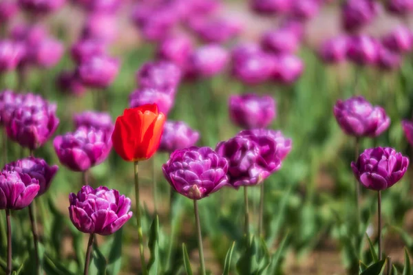 Blühende Tulpen Frühling Hintergrund Pinkfarbene Tulpen Auf Dem Rasen Frühling — Stockfoto