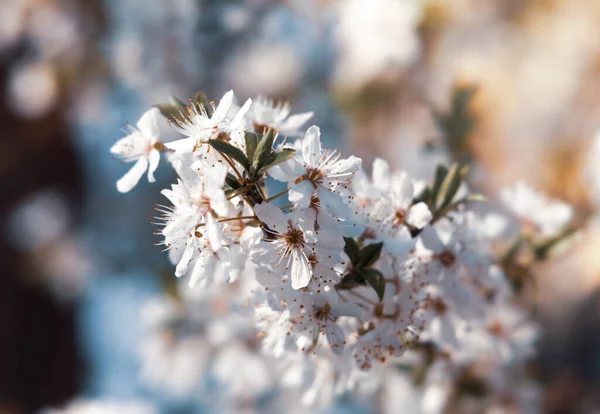 Fondo Primavera Natural Hermoso Árbol Floreciente Primavera Suaves Flores Blancas — Foto de Stock