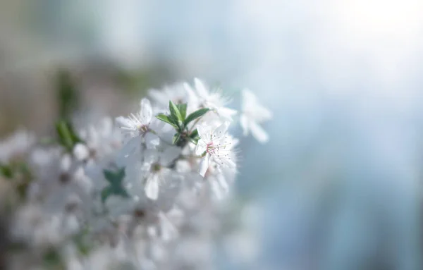 Doğal Bahar Geçmişi Güzel Bir Bahar Ağacı Nazik Beyaz Çiçekler — Stok fotoğraf