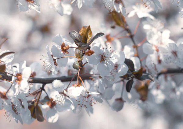 Natuurlijke Lente Achtergrond Prachtige Lentebloeiende Boom Zachte Witte Bloemen Bloeiende — Stockfoto