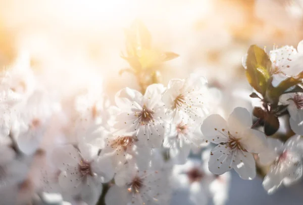 Naturalne Wiosenne Tło Piękne Wiosenne Kwitnące Drzewo Delikatne Białe Kwiaty — Zdjęcie stockowe