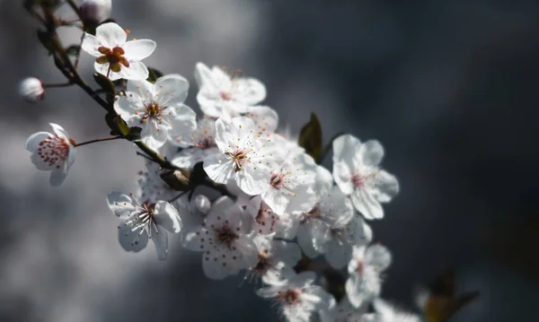 Fondo Primavera Natural Hermoso Árbol Floreciente Primavera Suaves Flores Blancas — Foto de Stock