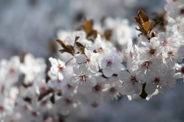 Natuurlijke Lente Achtergrond Prachtige Lentebloeiende Boom Zachte Witte Bloemen Bloeiende — Stockfoto