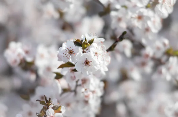 天然の春の背景 美しい春の木 穏やかな白い花を咲かせます 春の木の枝を白い花で開花させる — ストック写真