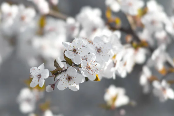 自然春天的背景 美丽的春花盛开 柔和的白花 开着花的春树分枝 开着白花 — 图库照片