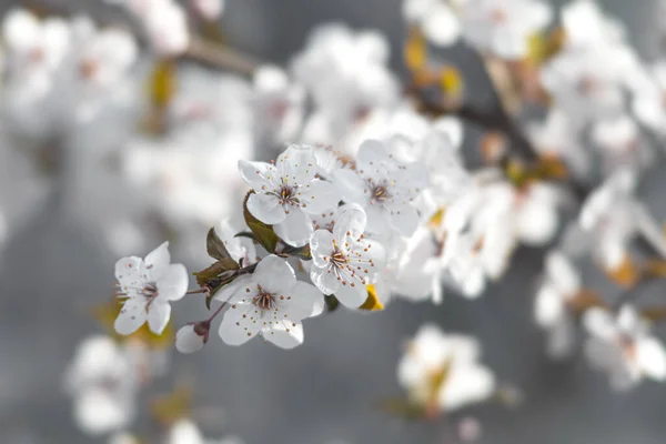 Natuurlijke Lente Achtergrond Prachtige Lentebloeiende Boom Zachte Witte Bloemen Bloeiende — Stockfoto