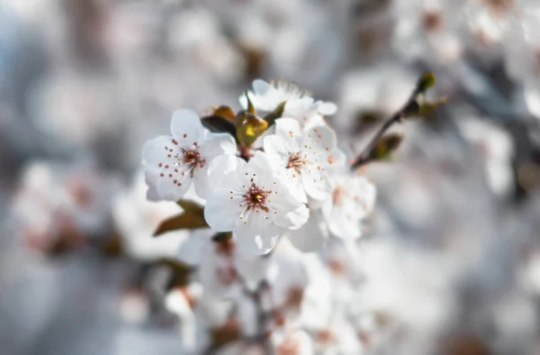 Natuurlijke Lente Achtergrond Prachtige Lentebloeiende Boom Zachte Witte Bloemen Bloeiende — Stockfoto