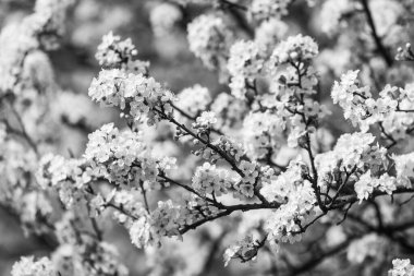 Bahar. Beyaz çiçeklerle çiçek açan ağaç brunch 'ının yumuşak bir görüntüsü. Sığ DOF