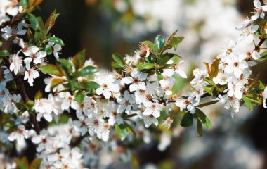 Bahar. Beyaz çiçeklerle çiçek açan ağaç brunch 'ının yumuşak bir görüntüsü. Sığ DOF