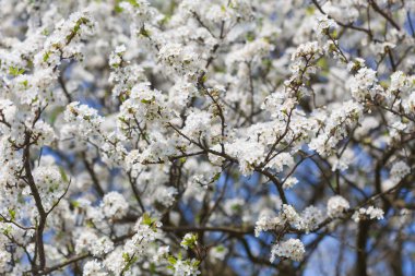 Bahar. Beyaz çiçeklerle çiçek açan ağaç brunch 'ının yumuşak bir görüntüsü. Sığ DOF