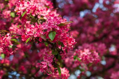 Pembe elma çiçekli bir dal. Pembeyle açan dekoratif yabani elma ağacı. Çiçekli elma ağacı yakın plan.