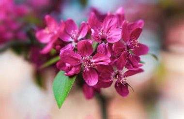 Pembe elma çiçekli bir dal. Pembeyle açan dekoratif yabani elma ağacı. Çiçekli elma ağacı yakın plan.