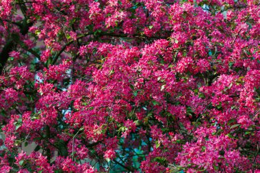 Pembe elma çiçekli bir dal. Pembeyle açan dekoratif yabani elma ağacı. Çiçekli elma ağacı yakın plan.