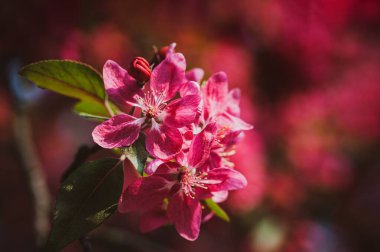 Pembe elma çiçekli bir dal. Pembeyle açan dekoratif yabani elma ağacı. Çiçekli elma ağacı yakın plan.