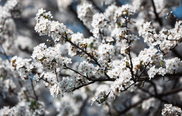 Lente Zacht Beeld Van Bloeiende Boom Brunch Met Witte Bloemen — Stockfoto
