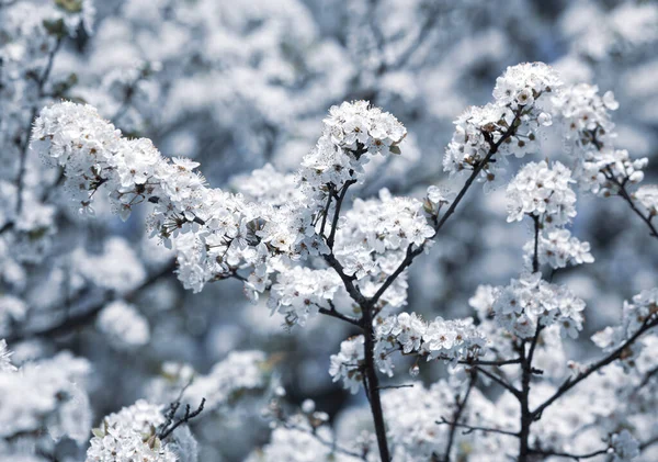 Frühling Weiches Bild Eines Blühenden Baumes Mit Weißen Blüten Oberflächlicher — Stockfoto