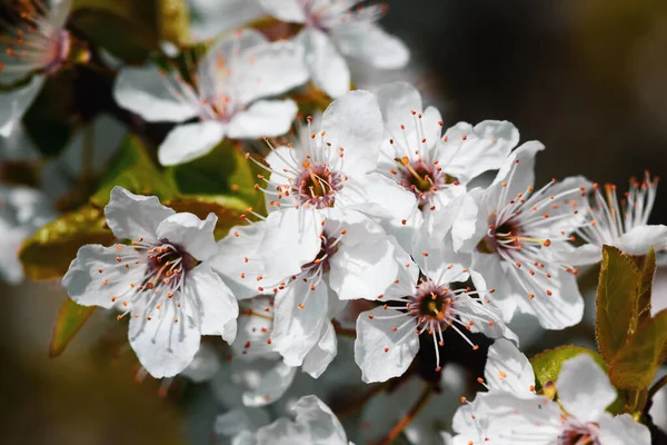 Primavera Imagem Suave Brunch Árvore Florescente Com Flores Brancas Dof — Fotografia de Stock