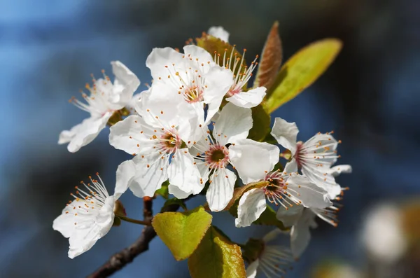 Wiosną Miękki Obraz Kwitnącego Brunchu Drzewnego Białymi Kwiatami Płytki Dof — Zdjęcie stockowe